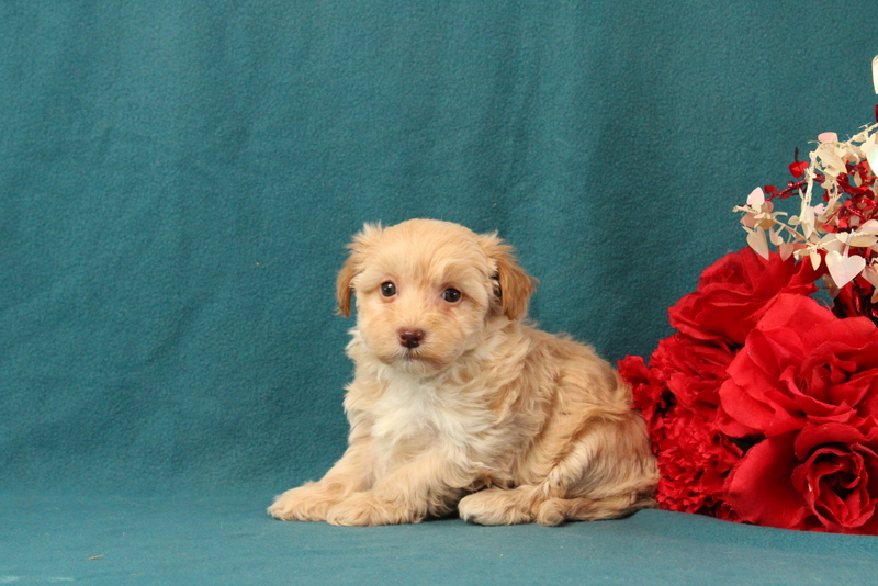 puppy, for, sale, Malshi-Poo, Matthew B. Stoltzfus, dog, breeder, Gap, PA, dog-breeder, puppy-for-sale, forsale, nearby, find, puppyfind, locator, puppylocator, aca